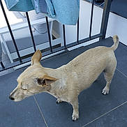 Ollie a rejoint le concours — aidez-le/la à gagner de superbes lots ! dog, animal, pet, tan_dog, balcony, tiles, railing, towels, outdoor, furniture, seat, floor, curious, small_dog, canine, domestic_animal, quiet, daylight, quiet_moment, side_view