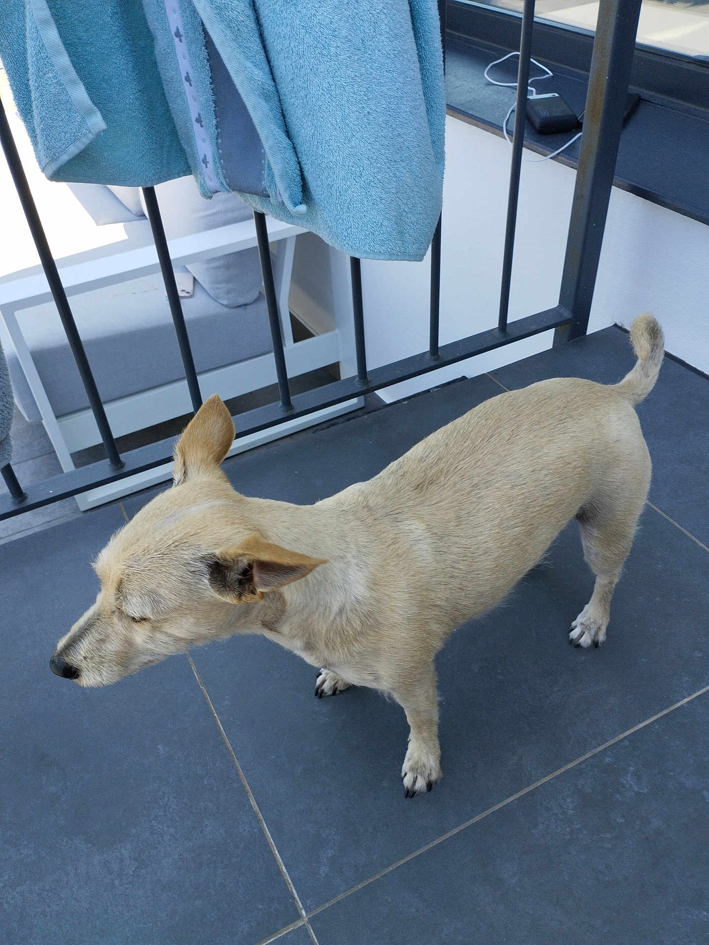 Ollie a rejoint le concours — aidez-le/la à gagner de superbes lots ! dog, animal, pet, tan_dog, balcony, tiles, railing, towels, outdoor, furniture, seat, floor, curious, small_dog, canine, domestic_animal, quiet, daylight, quiet_moment, side_view