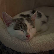 Yokae participe au concours pour gagner de l'argent avec cette photo : abyssinian, animal, basket, bed, bedroom, blanket, cat, couch, cushion, furniture, homedecor, indoors, kitten, manx, person, pet, quilt, room, siamese, sleeping