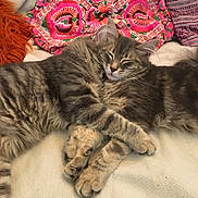Looping participe au concours pour gagner de l'argent avec cette photo : animal, blanket, cat, cats, colorful, cozy, cute, domestic_animal, embrace, feline, fluffy, fur, indoor, patterned, paws, pet, relaxed, resting, sleeping, whiskers