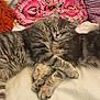 animal, blanket, cat, cats, colorful, cozy, cute, domestic_animal, embrace, feline, fluffy, fur, indoor, patterned, paws, pet, relaxed, resting, sleeping, whiskers