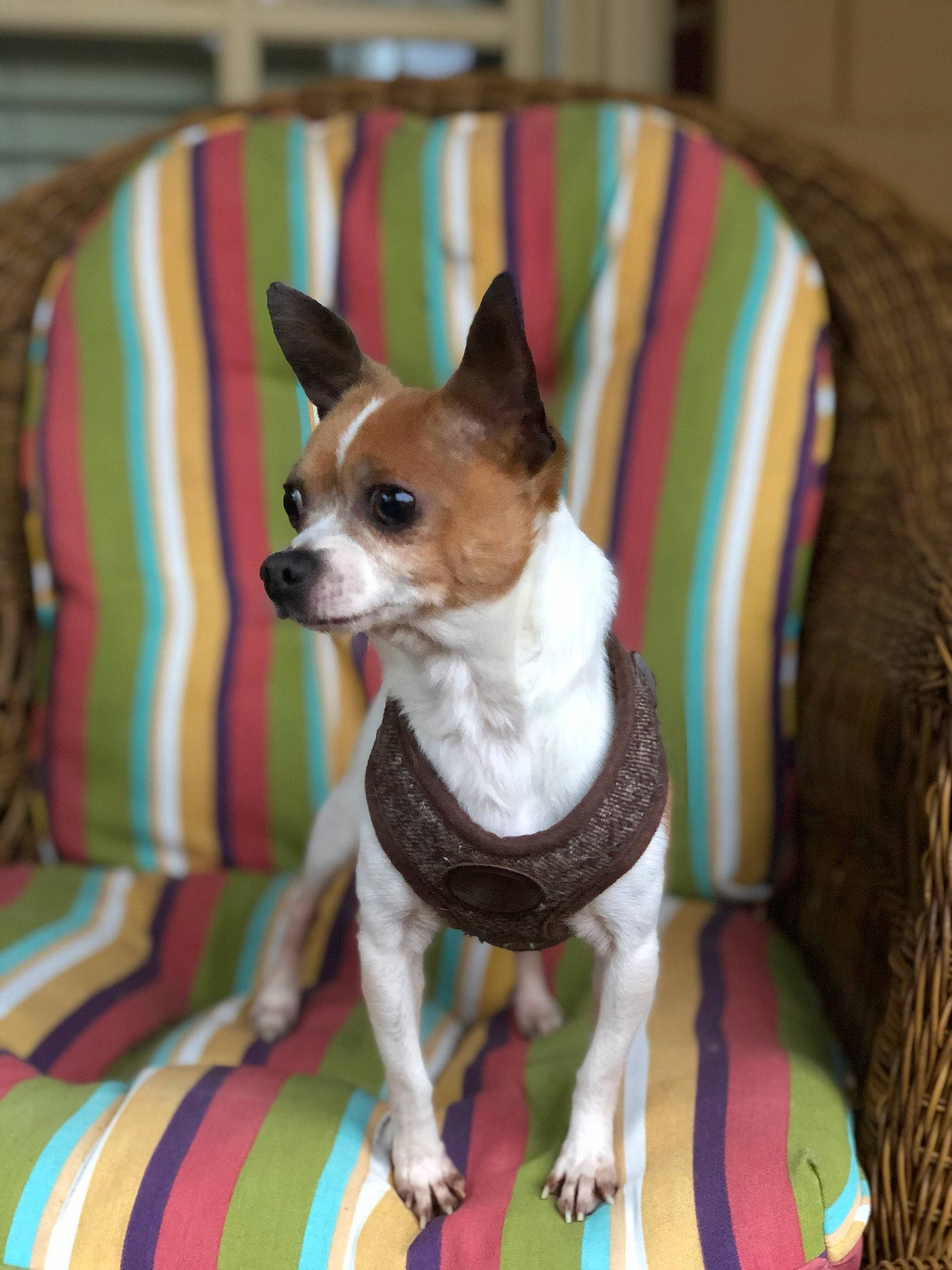 Mickey is registered to the contest to win money with this photo: canidae, carnivore, chihuahua, companion_dog, dog, dog_breed, dog_clothes, fawn, mammal, miniature_fox_terrier, puppy, rat_terrier, russkiy_toy, snout, teddy_roosevelt_terrier, tenterfield_terrier, toy_dog, toy_fox_terrier, vertebrate, whiskers
