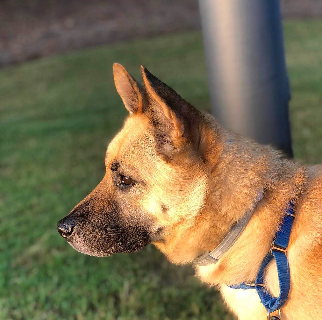 Myles is registered to the contest to win money with this photo: belgian_shepherd, belgian_shepherd_malinois, canidae, carnivore, companion_dog, dog, dog_breed, ear, east_european_shepherd, fawn, german_shepherd_dog, kunming_wolfdog, mammal, old_german_shepherd_dog, police_dog, rare_breed_dog, snout, sulimov_dog, vertebrate, working_dog