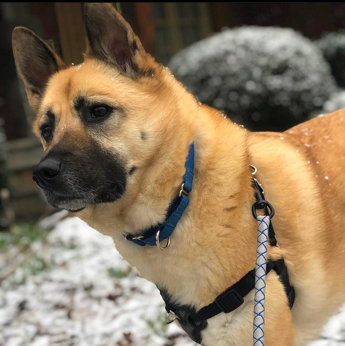 Myles joined the competition — help win amazing prizes! belgian_shepherd, belgian_shepherd_malinois, black_mouth_cur, canidae, carnivore, collar, dog, dog_breed, east_european_shepherd, fawn, german_shepherd_dog, mammal, police_dog, rare_breed_dog, snout, snow, vertebrate, working_dog