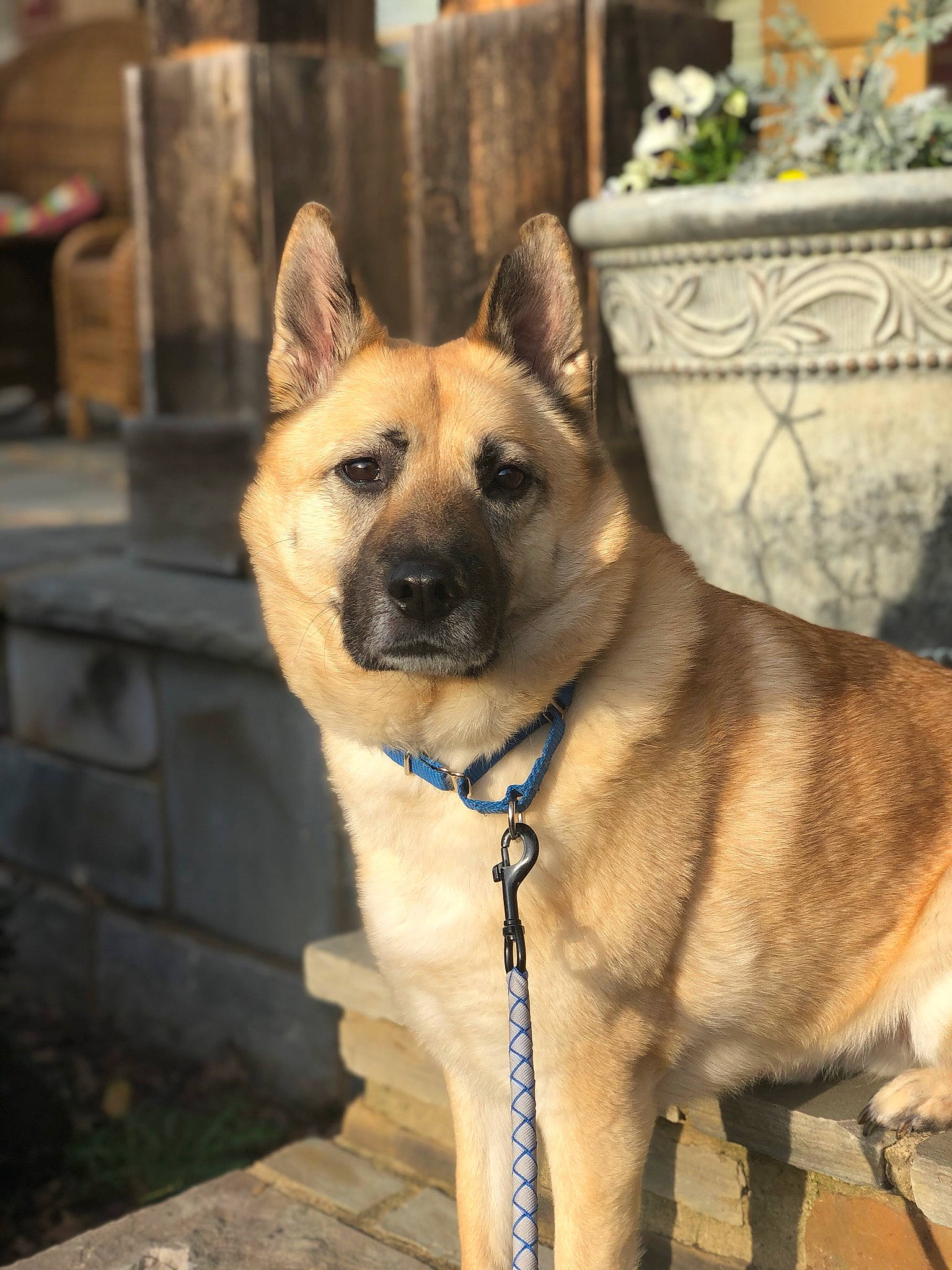 Myles joined the competition — help win amazing prizes! akita, ancient_dog_breeds, belgian_shepherd_malinois, canidae, carnivore, dog, dog_breed, east_european_shepherd, fawn, german_shepherd_dog, kunming_wolfdog, mammal, norwegian_elkhound, old_german_shepherd_dog, rare_breed_dog, snout, vertebrate, working_dog