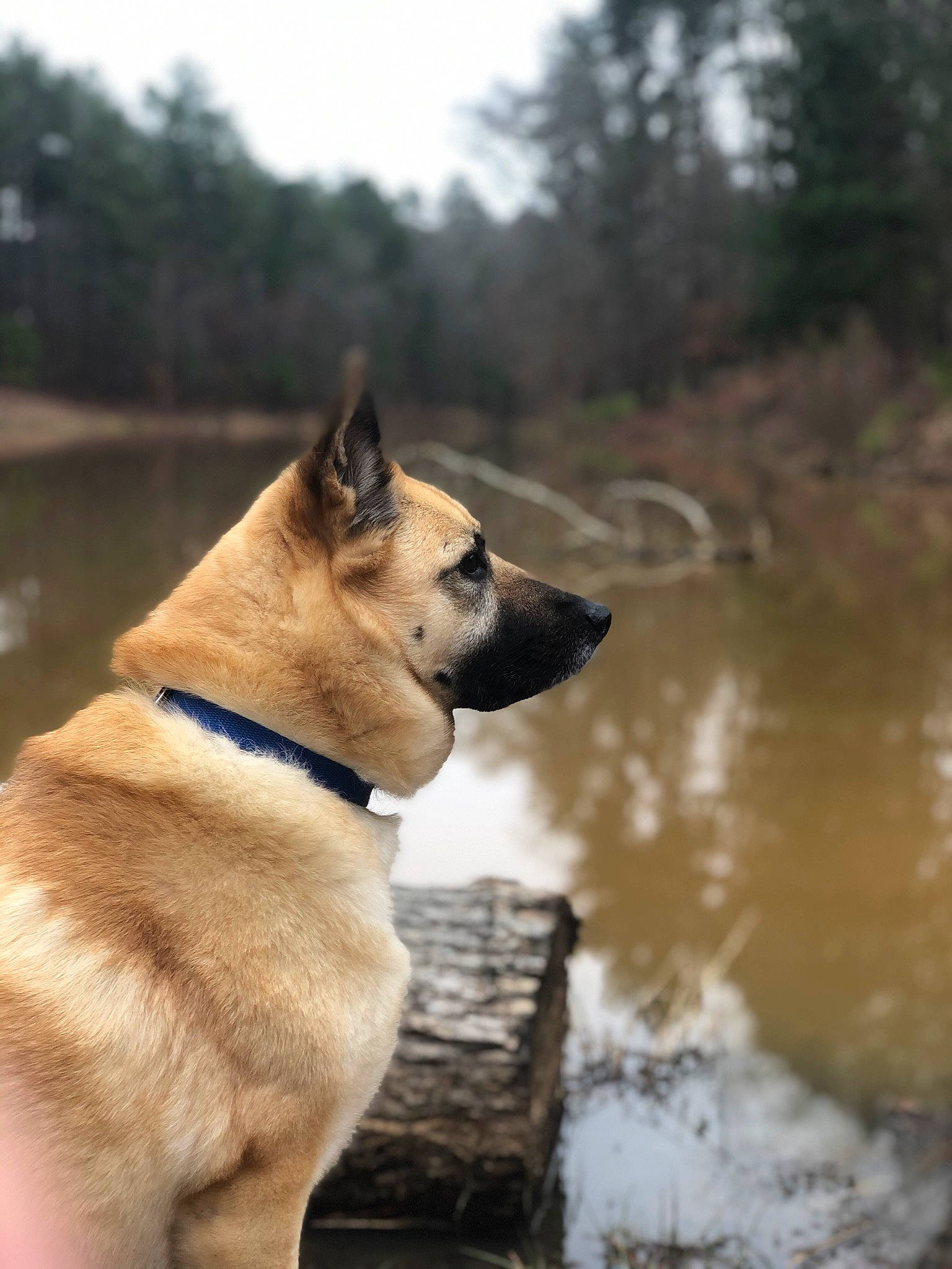 Myles is registered to the contest to win money with this photo: akita, canidae, carnivore, dog, dog_breed, east_european_shepherd, east_siberian_laika, fawn, greenland_dog, kunming_wolfdog, mammal, norwegian_buhund, norwegian_elkhound, snout, sporting_group, vertebrate, working_dog