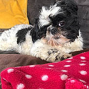 Picasso a rejoint le concours — aidez-le/la à gagner de superbes lots ! affenpinscher, animal, bed, bedroom, blanket, canine, couch, cushion, dog, furniture, homedecor, indoors, linen, person, pet, poodle, puppy, quilt, room, terrier