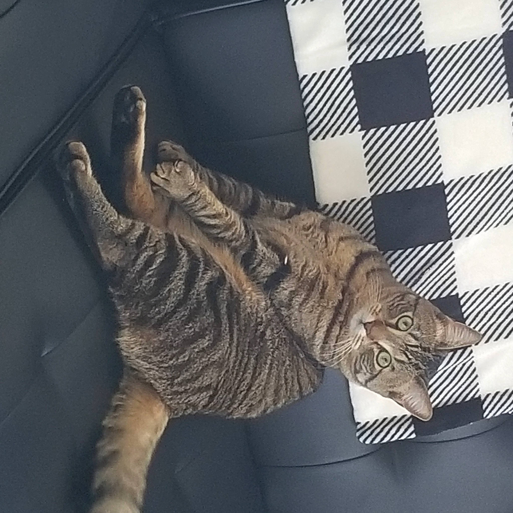 Max joined the competition — help win amazing prizes! alligator, carnivore, crocodile, crocodilia, eye, felidae, foot, fur, gesture, human_leg, military_camouflage, nile_crocodile, pattern, small_to_medium_sized_cats, tail, terrestrial_animal, visual_arts, whiskers, wildlife, wing