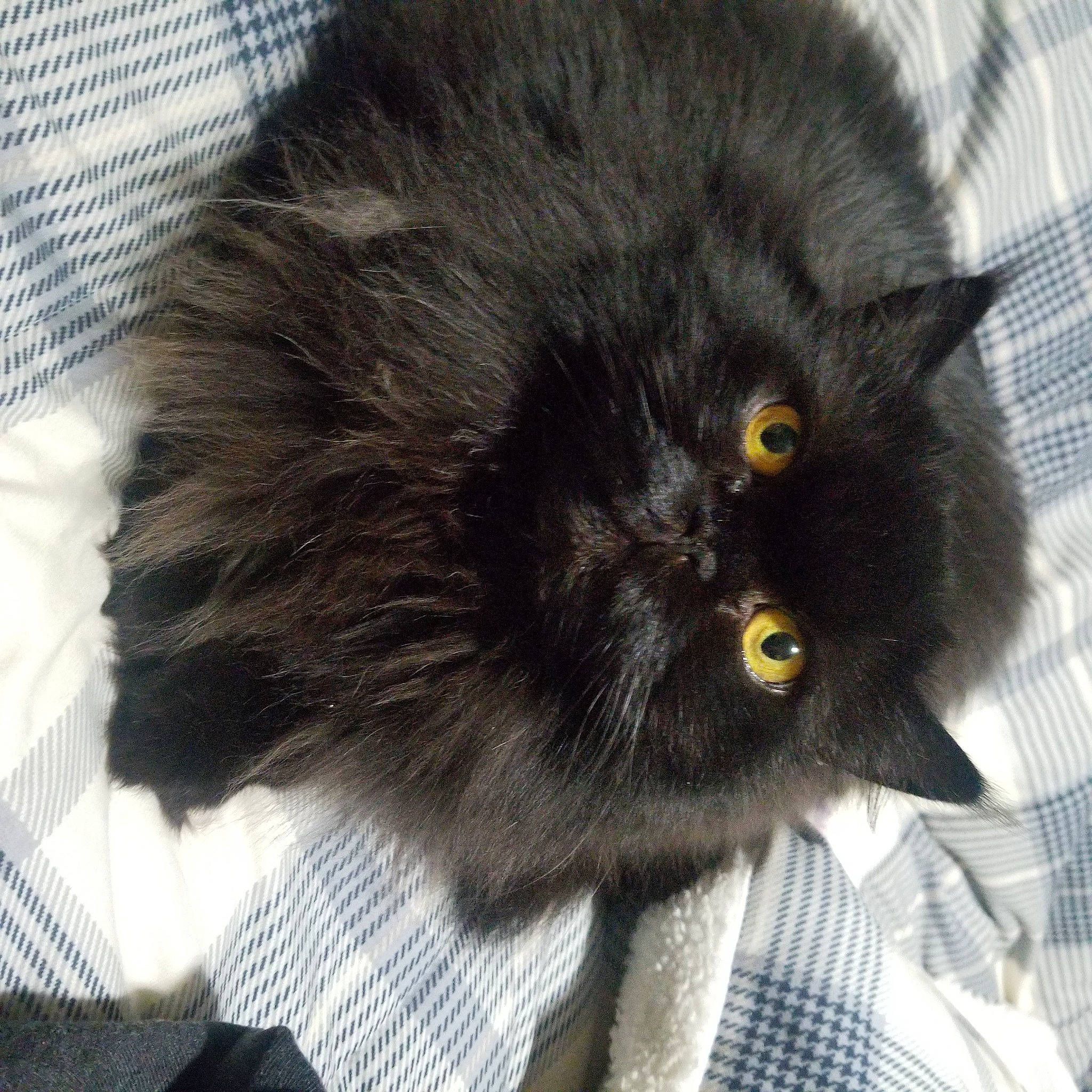 Pumpkin is registered to the contest to win money with this photo: black_cat, bombay, british_longhair, canidae, carnivore, cat, claw, dog_breed, eye, felidae, flooring, fur, grey, paw, small_to_medium_sized_cats, snout, tail, terrestrial_animal, whiskers