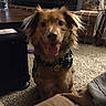 dog, indoor, carpet, bandana, tongue_out, happy, pet, furry, brown_fur, fireplace, brick_wall, blanket, cozy, smiling, home, fur, animal, mammal, domestic, cute