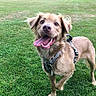 dog, canine, pet, outdoor, grass, greenery, harness, happy, tongue_out, smiling, animal, mammal, park, playful, friendly, fur, nature, summer, daylight, walking