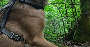 Arcadia is registered to the contest to win money with this photo: dog, golden_retriever, forest, nature, greenery, moss, tree, outdoor, animal, canine, harness, paw, profile, fur, leaf, branch, woodland, wildlife, daylight, scenery