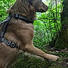 dog, golden_retriever, forest, nature, greenery, moss, tree, outdoor, animal, canine, harness, paw, profile, fur, leaf, branch, woodland, wildlife, daylight, scenery