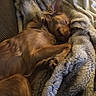 Arcadia joined the competition — help win amazing prizes! dog, sleeping, blanket, cozy, fur, pet, resting, indoor, comfort, couch, brown, animal, relaxation, furry, snuggling, home, soft, warm, cute, peaceful