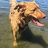 Arcadia is registered to the contest to win money with this photo: dog, golden, water, lake, tongue_out, happy, outdoor, nature, wet, canine, summer, sunny, animal, fur, playful, pet, landscape, blue_sky, shallow_water, adventure