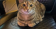 Tig joined the competition — help win amazing prizes! cat, tabby_cat, pet, animal, feline, chair, leather, indoor, keyboard, computer, technology, fur, whiskers, ears, eyes, paws, sitting, looking, closeup, home