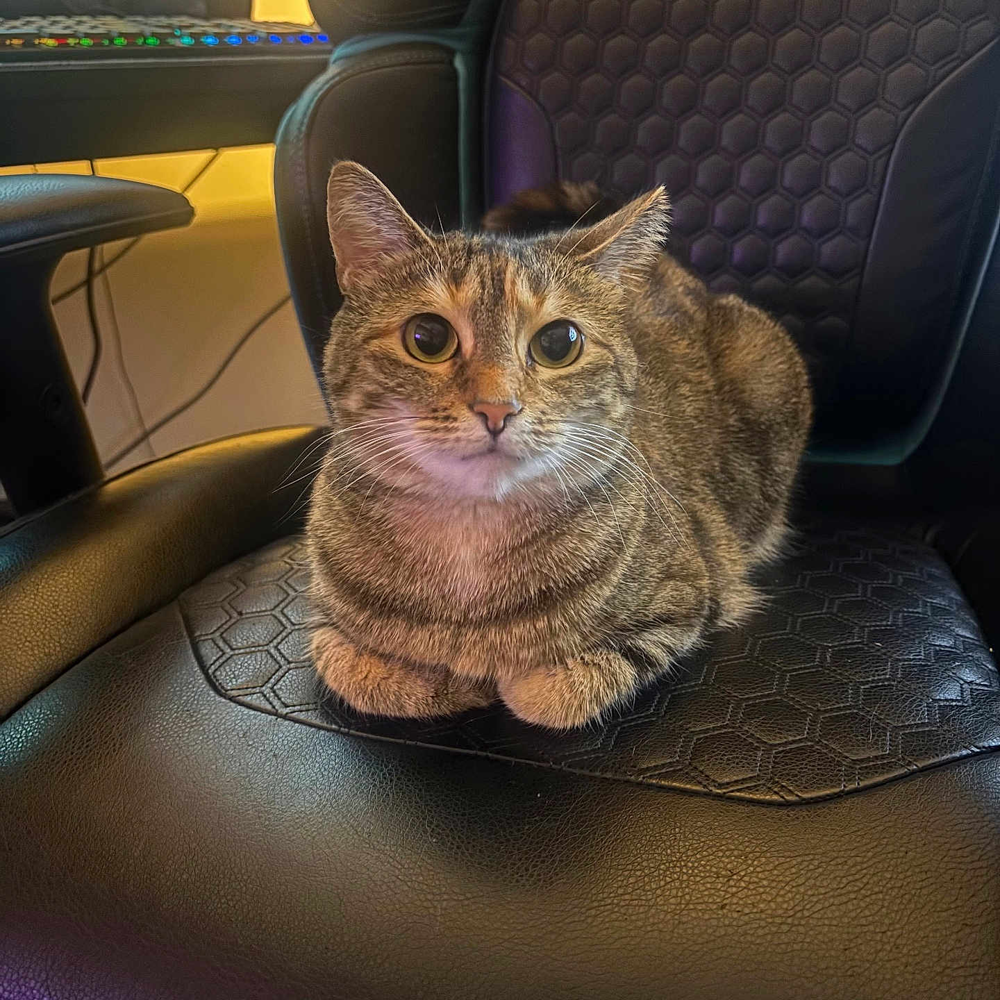 Tig