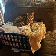 Tig is registered to the contest to win money with this photo: cat, cats, laundry_basket, towel, couch, indoor, pet, feline, resting, cozy, tabby_cat, white_cat, household, blanket, relaxing, fur, domestic_animal, window_blinds, furniture, home