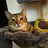 cat, tabby, paw, claws, plush_toy, yellow_toy, mustache, hammock, gray_fabric, indoor, pet, animal, fur, whiskers, relaxed, cute, closeup, face, ears, eyes