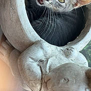 Scar a rejoint le concours — aidez-le/la à gagner de superbes lots ! cat, tabby_cat, whiskers, planter, stone, rabbit_sculpture, indoor, curious, pet, animal, closeup, face, mouth_open, feline, window, light, decor, texture, grey, cute