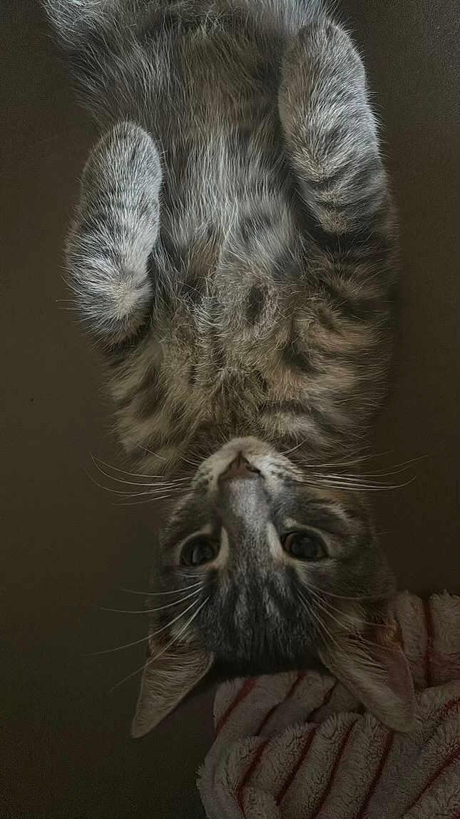 Scar
