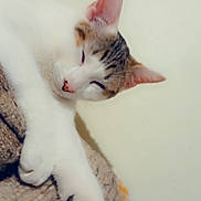 Trump joined the competition — help win amazing prizes! cat, sleepy, paw, tabby, white_fur, blanket, lounging, close_up, indoor, pet, animal, relaxed, stretching, fur_pattern, resting, cute, soft, cozy, whiskers, ears