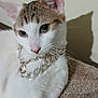 cat, close_up, white_cat, tabby, pet, chain_necklace, jewelry, indoor, shadow, wall, texture, fur, animal, whiskers, ears, green_eyes, resting, cute, domestic_cat, portrait