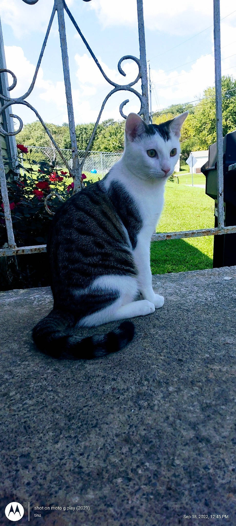 Sir is registered to the contest to win money with this photo: art, asphalt, carnivore, cat, domestic_short_haired_cat, fawn, felidae, flower, fur, grass, grey, plant, road_surface, sitting, sky, small_to_medium_sized_cats, snout, tail, tree, whiskers