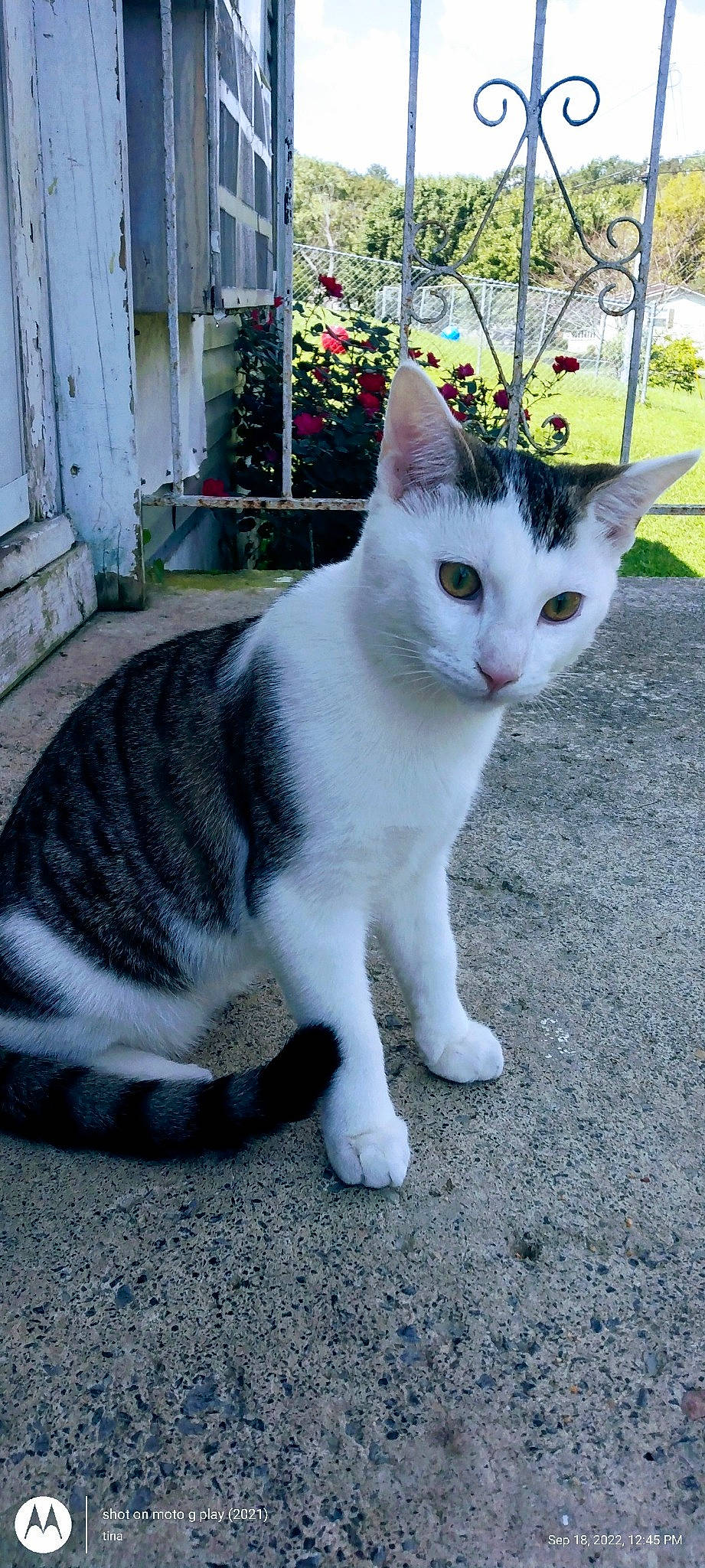 Sir is registered to the contest to win money with this photo: art, carnivore, cat, collar, domestic_short_haired_cat, eye, felidae, flower, fur, grass, paw, plant, road_surface, small_to_medium_sized_cats, snout, tail, tree, whiskers, white, window