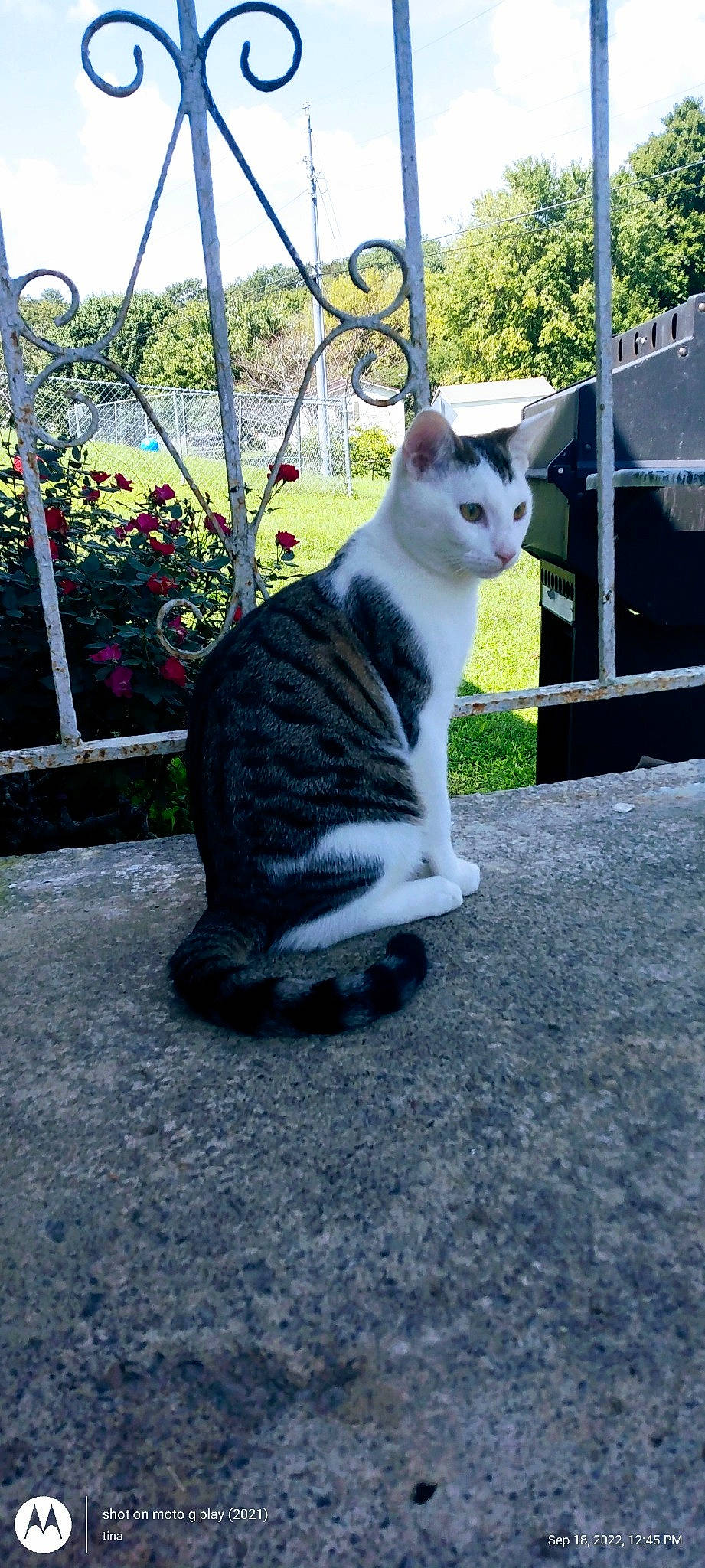 Sir is registered to the contest to win money with this photo: art, canidae, carnivore, cat, domestic_short_haired_cat, fawn, felidae, fur, grass, grey, paw, plant, road_surface, sitting, small_to_medium_sized_cats, snout, street, tail, tree, whiskers