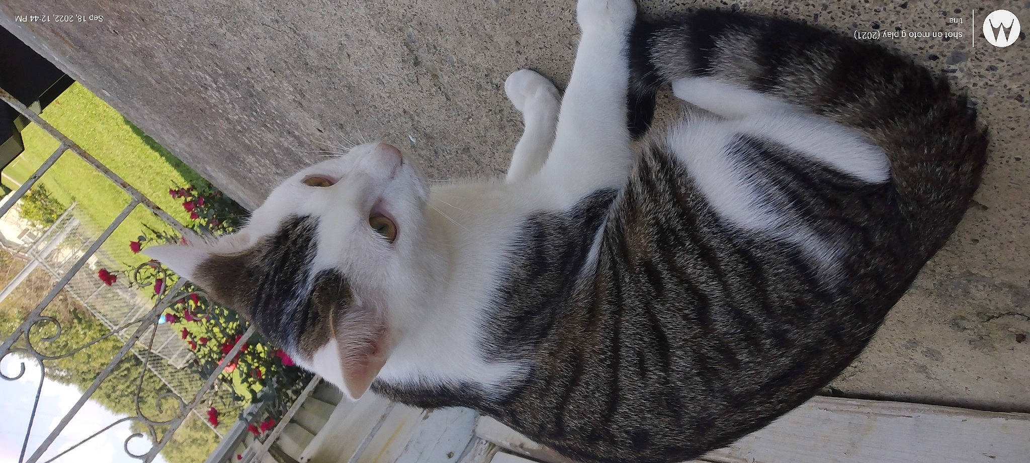 Sir is registered to the contest to win money with this photo: animal_shelter, carnivore, cat, domestic_short_haired_cat, felidae, fur, grey, paw, plant, small_to_medium_sized_cats, snout, tail, terrestrial_animal, vertebrate, whiskers