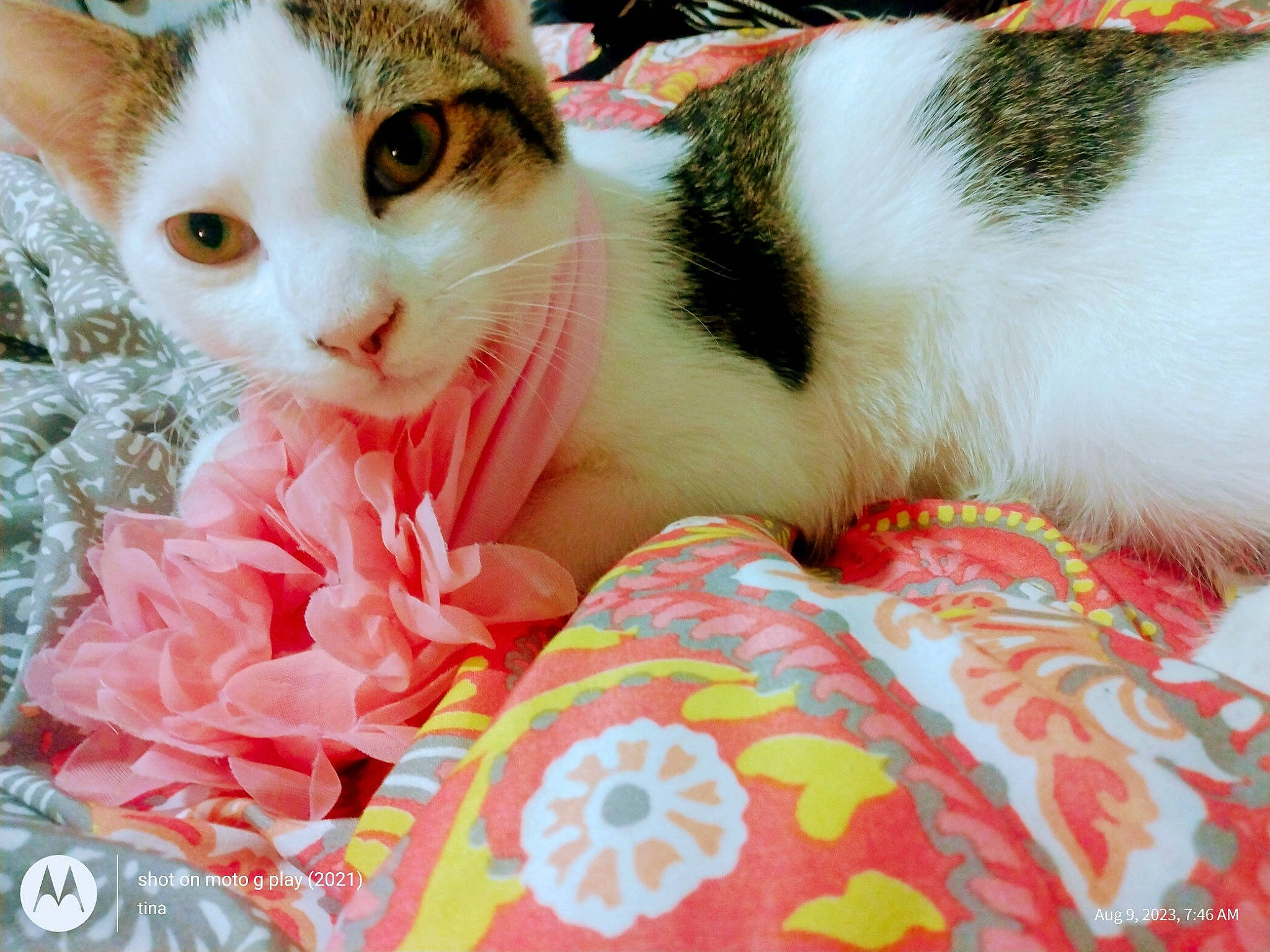 Rose joined the competition — help win amazing prizes! bed, carnivore, cat, comfort, domestic_short_haired_cat, fawn, felidae, fur, grass, human_leg, lap, linens, nap, pattern, paw, plant, small_to_medium_sized_cats, tail, tree, whiskers