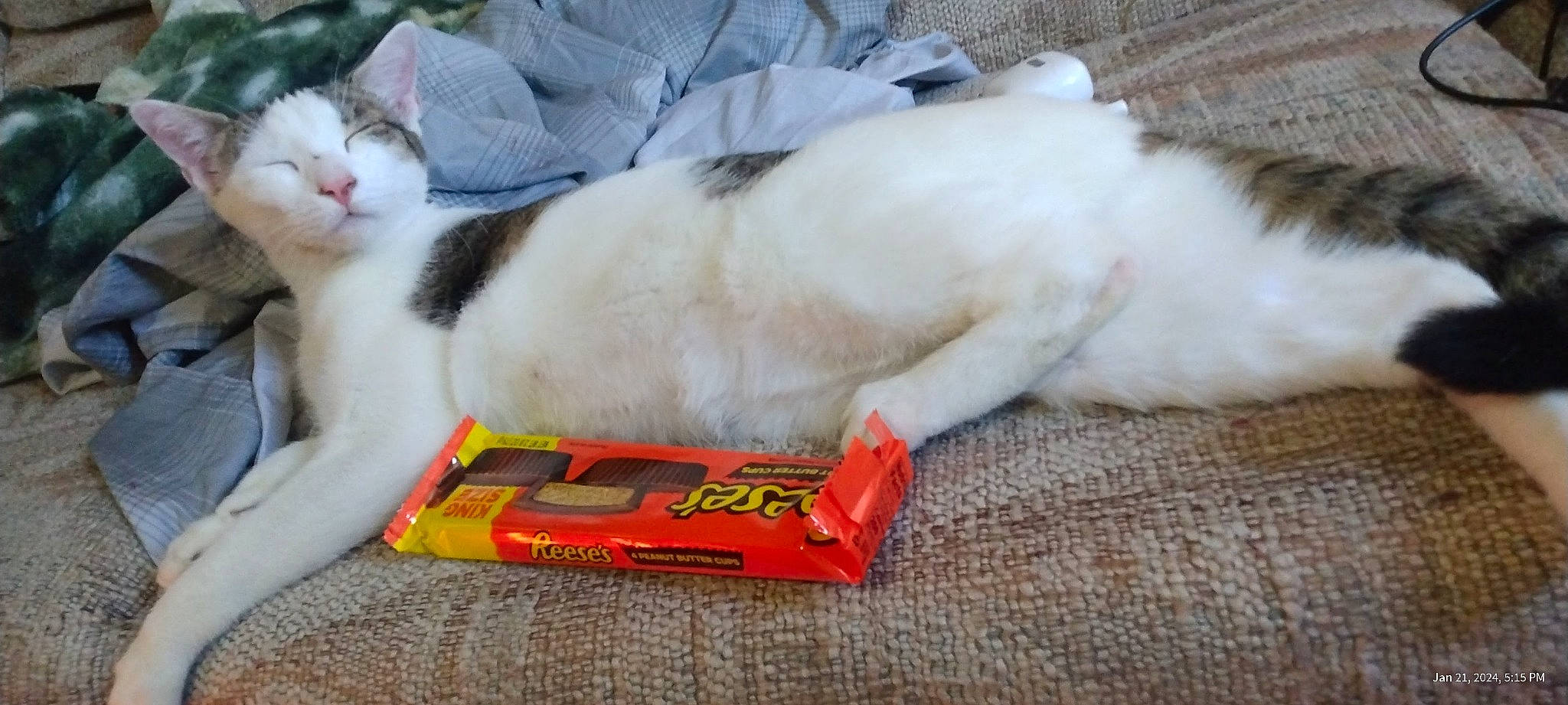 Rose is registered to the contest to win money with this photo: carnivore, cat, cat_supply, claw, comfort, domestic_short_haired_cat, felidae, fur, paw, pet_supply, small_to_medium_sized_cats, tail, whiskers