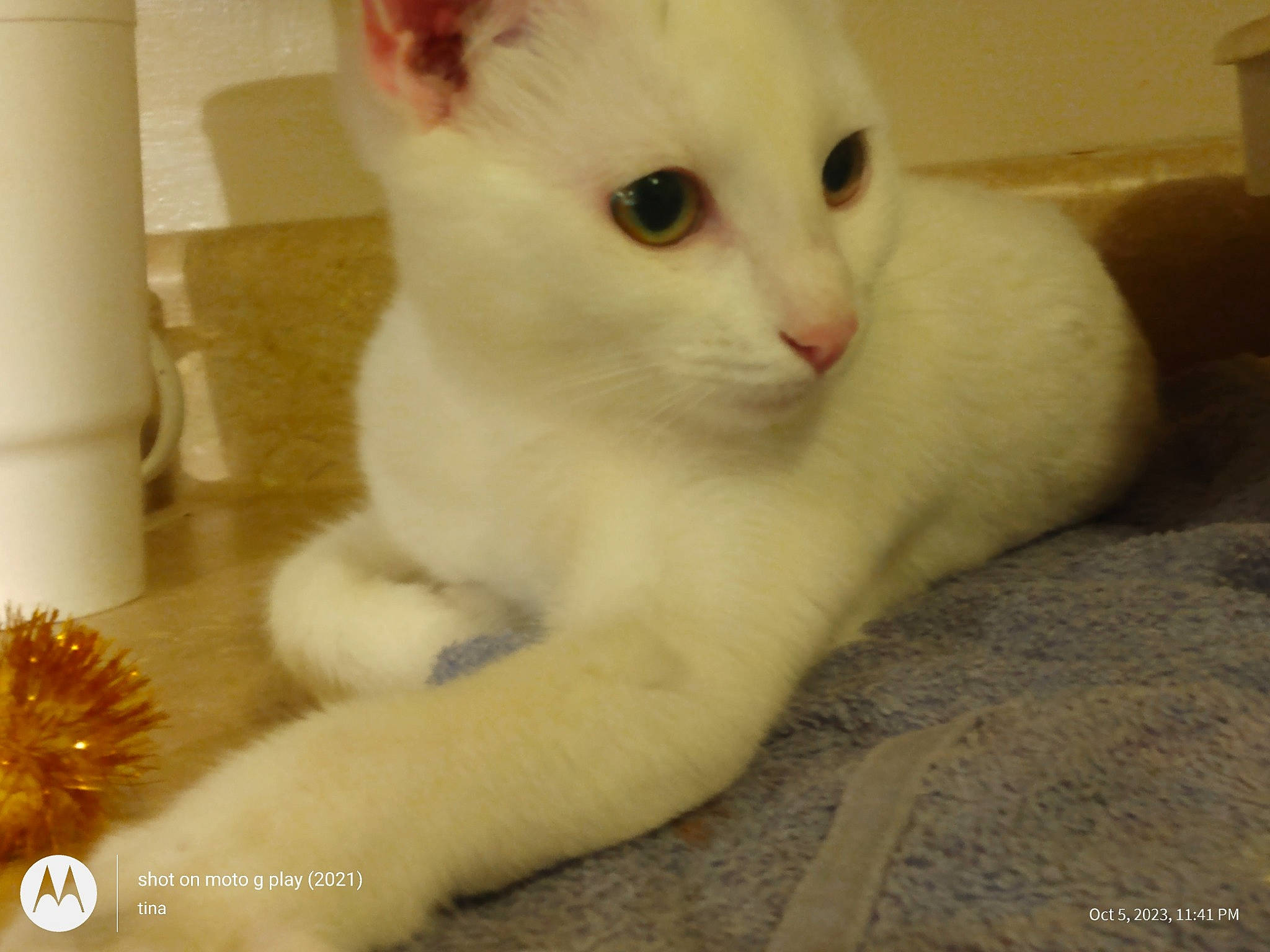 Lil Girl is registered to the contest to win money with this photo: carnivore, cat, claw, comfort, domestic_short_haired_cat, fawn, felidae, fur, paw, small_to_medium_sized_cats, snout, tail, terrestrial_animal, whiskers