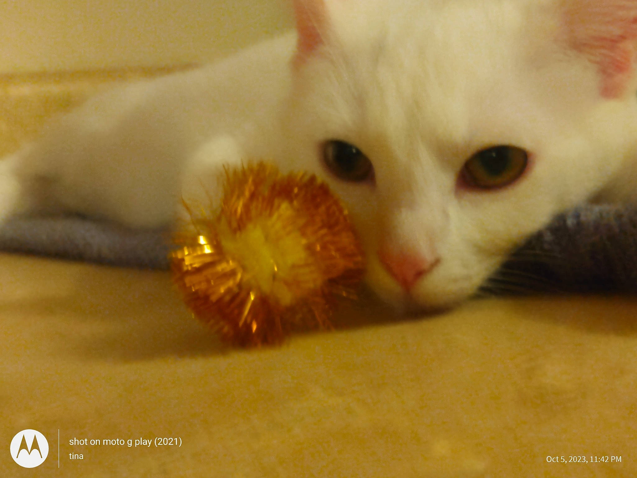 Lil Girl joined the competition — help win amazing prizes! carnivore, cat, claw, domestic_short_haired_cat, fawn, felidae, fur, paw, small_to_medium_sized_cats, snout, tail, whiskers