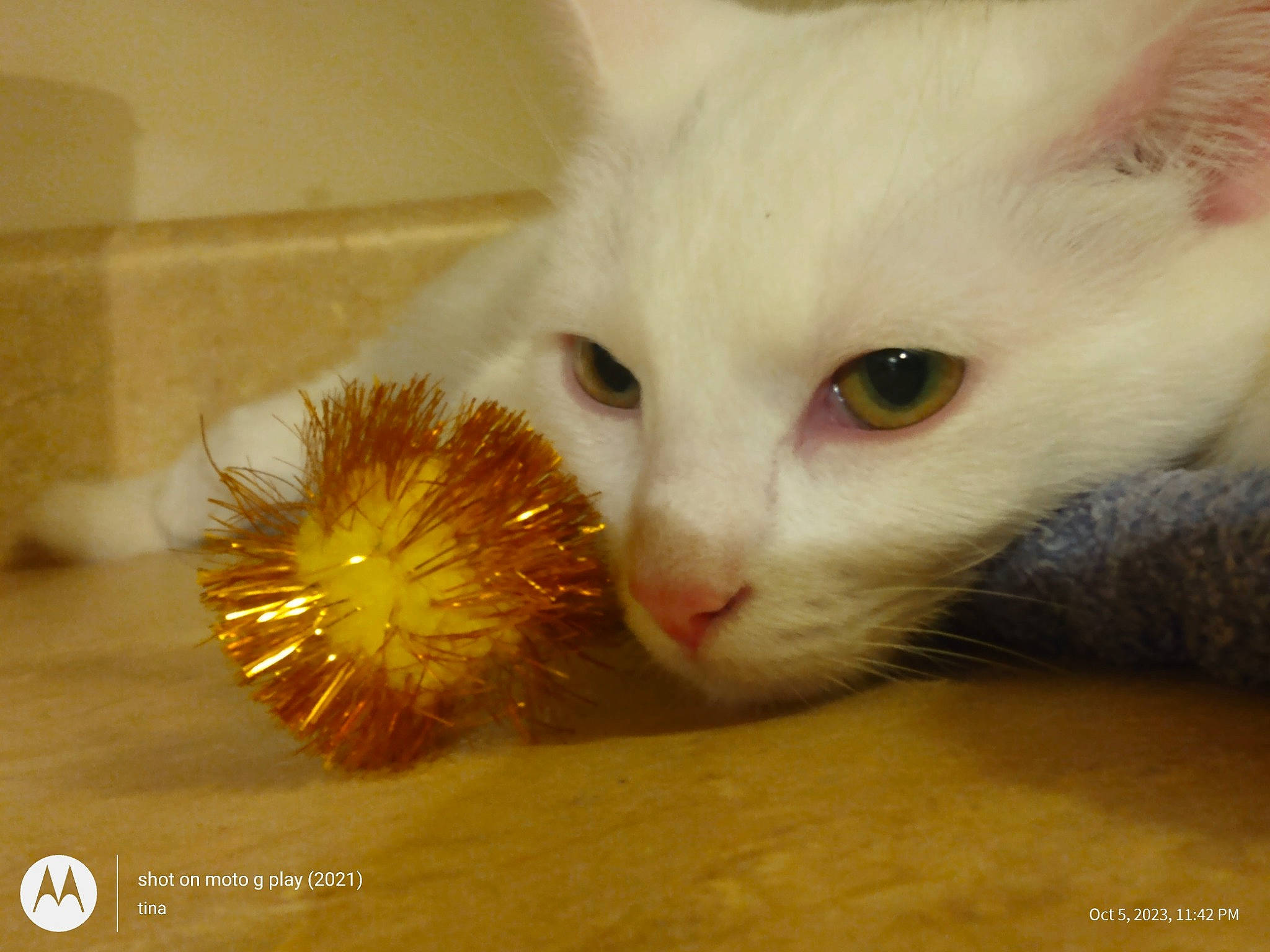 Lil Girl is registered to the contest to win money with this photo: carnivore, cat, cat_supply, cat_toy, claw, domestic_short_haired_cat, fawn, felidae, fur, paw, small_to_medium_sized_cats, snout, tail, whiskers