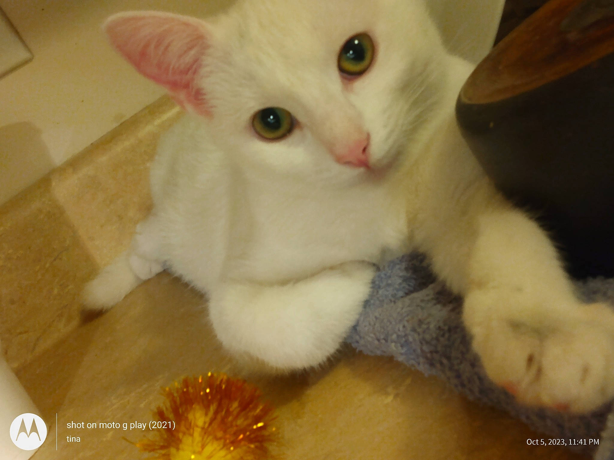 Lil Girl is registered to the contest to win money with this photo: carnivore, cat, claw, domestic_short_haired_cat, ear, felidae, fur, paw, small_to_medium_sized_cats, snout, tail, terrestrial_animal, whiskers