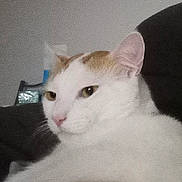 Theyla participe au concours pour gagner de l'argent avec cette photo : cat, white_cat, orange_patch, close_up, pet, animal, feline, face, ear, nose, whiskers, indoor, resting, calm, sleepy, domestic_cat, soft_light, background, furry, cute