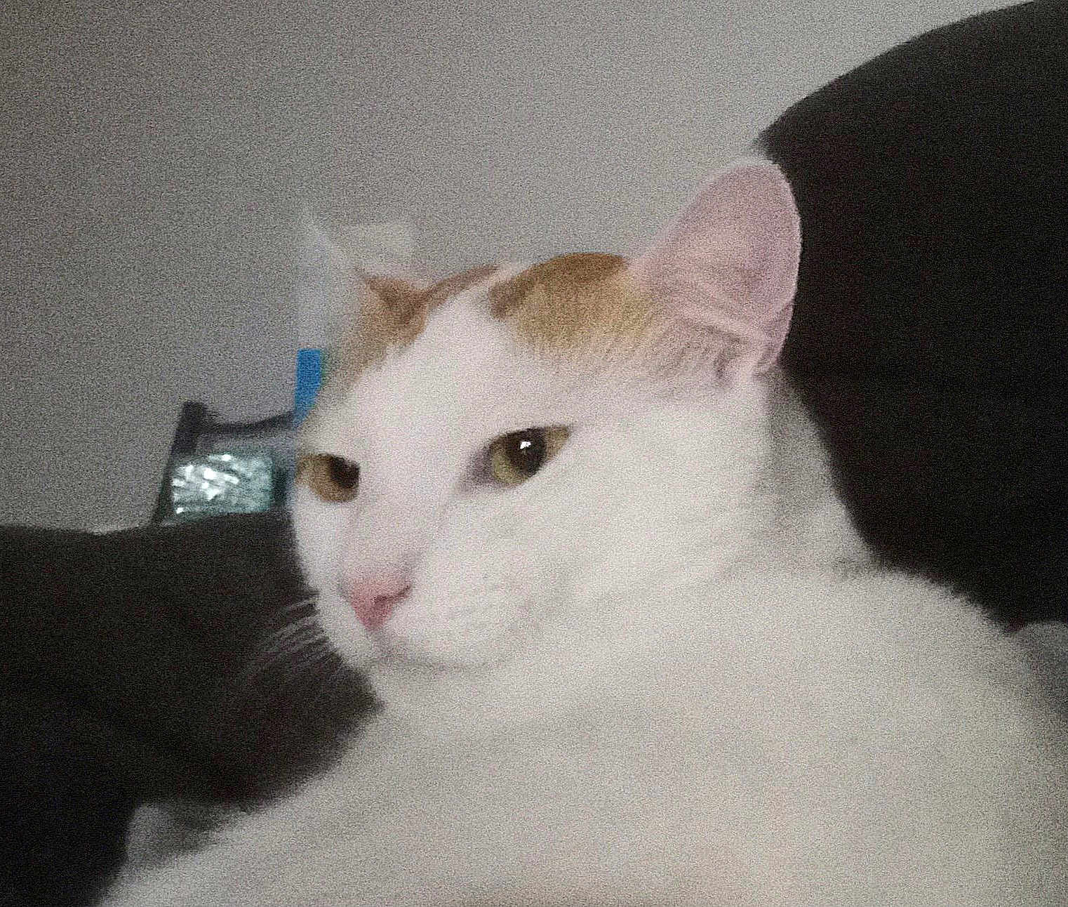 Theyla participe au concours pour gagner de l'argent avec cette photo : cat, white_cat, orange_patch, close_up, pet, animal, feline, face, ear, nose, whiskers, indoor, resting, calm, sleepy, domestic_cat, soft_light, background, furry, cute