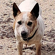 Gamine participe au concours pour gagner de l'argent avec cette photo : dog, animal, pet, ears, white, brown, collar, outdoor, standing, looking, texture, ground, fur, canine, mammal, portrait, front_view, one_animal, nature, daylight