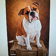 Vegas a rejoint le concours — aidez-le/la à gagner de superbes lots ! bulldog, dog, canine, pet, animal, sitting, portrait, wrinkled, short_hair, brown_and_white, floppy_ears, dark_eyes, nose, paws, wooden_crate, rustic, studio_background, indoor, photograph_of_screen, cute