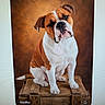 bulldog, dog, canine, pet, animal, sitting, portrait, wrinkled, short_hair, brown_and_white, floppy_ears, dark_eyes, nose, paws, wooden_crate, rustic, studio_background, indoor, photograph_of_screen, cute