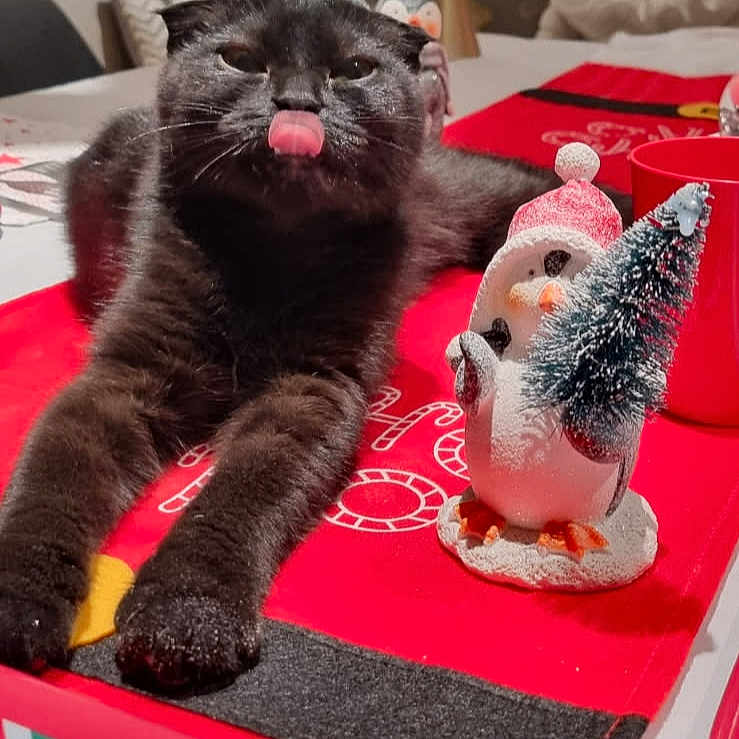 Baghera a rejoint le concours — aidez-le/la à gagner de superbes lots ! black_cat, cat, tongue_out, table, table_runner, christmas_decor, penguin_figurine, holiday, festive, indoor, pet, cute, playful, animal, tongue, feline, decoration, red, white, cozy
