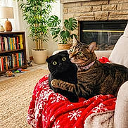 Roxie participe au concours pour gagner de l'argent avec cette photo : cats, two_cats, black_cat, tabby_cat, pet, animal, cuddling, sitting, blanket, red_blanket, snowflake_pattern, living_room, fireplace, bookshelf, books, houseplants, home_decor, couch, indoor, cozy