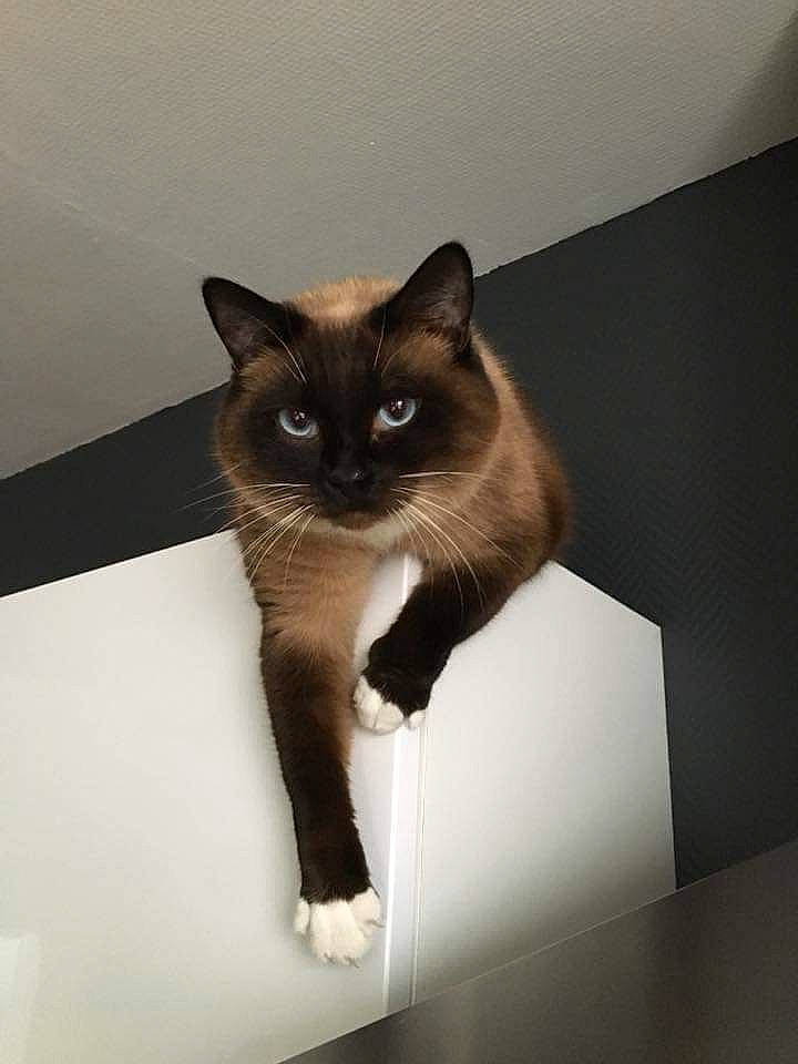 Cassiopée a rejoint le concours — aidez-le/la à gagner de superbes lots ! balinese, birman, box, burmese, carnivore, cat, domestic_short_haired_cat, fawn, felidae, kitten, mammal, ragdoll, siamese, small_to_medium_sized_cats, snowshoe, stairs, tail, thai, tonkinese, whiskers
