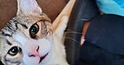 Phil joined the competition — help win amazing prizes! cat, tabby_cat, indoor, carpet, furniture, close_up, curious, whiskers, pet, animal, face, wide_eyes, pink_nose, mouth_open, fur, domestic_cat, looking_up, cute, expression, background