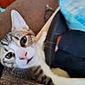 cat, tabby_cat, indoor, carpet, furniture, close_up, curious, whiskers, pet, animal, face, wide_eyes, pink_nose, mouth_open, fur, domestic_cat, looking_up, cute, expression, background