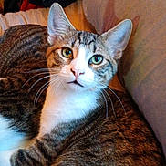 Phil joined the competition — help win amazing prizes! cat, tabby, white_markings, pet, indoor, bed, pillow, fur, whiskers, ears, eyes, relaxed, domestic_animal, animal, cute, feline, household, resting, curious, closeup