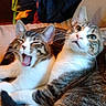 Phil is registered to the contest to win money with this photo: cat, tabby_cat, feline, pet, indoor, couch, fabric, yawning, alert, whiskers, fur, paw, cute, domestic_animal, two_animals, resting, cozy, household, colorful, companion