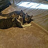 Phil is registered to the contest to win money with this photo: cat, tabby_cat, bed, blanket, sunlight, indoor, pet, feline, resting, cozy, affection, two_animals, fur, domestic_animal, animal_companion, cute, whiskers, ears, paw, sleepy